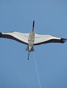 32- Grue cendree - Maxime Rousselle